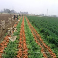 Carottes fraîches de Chine de 2016